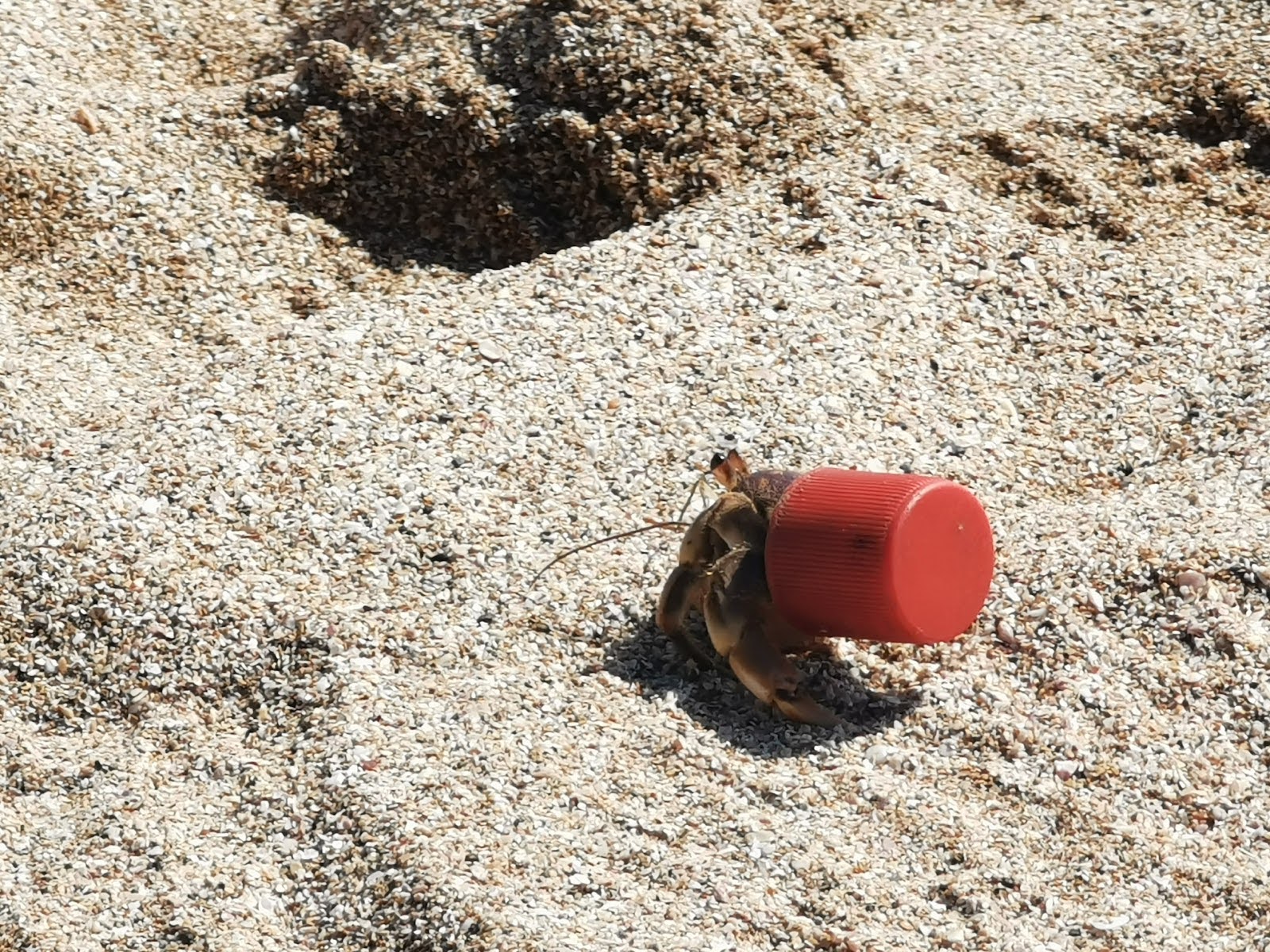 A hermit crab wearing a plastic bottle cap for protection on the ocean floor 