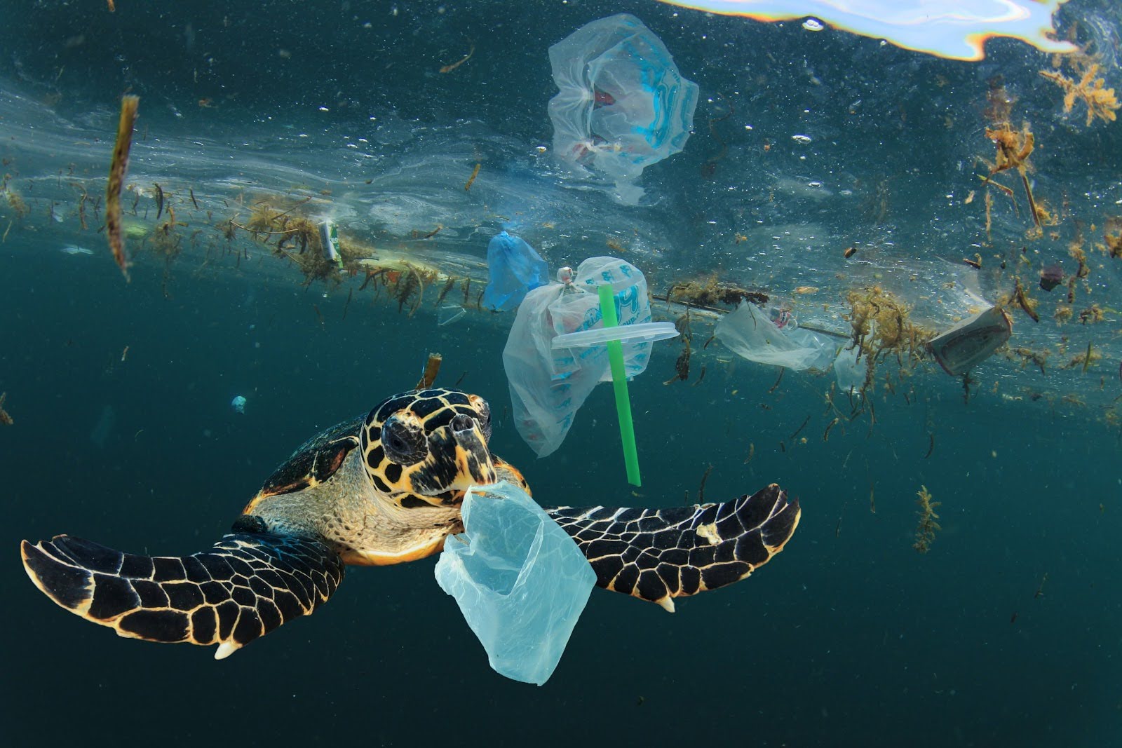 A turtle surrounded by plastic debris and marine plastic pollution including plastic straws and packaging 