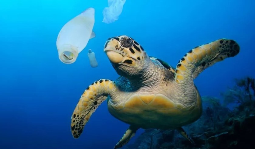 Turning the tide on plastic: World Oceans Day 2019